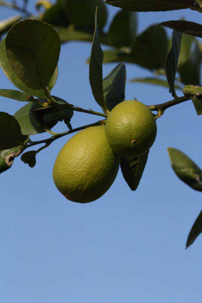            Fruit (Abhayapuri, Riverside, CA)   